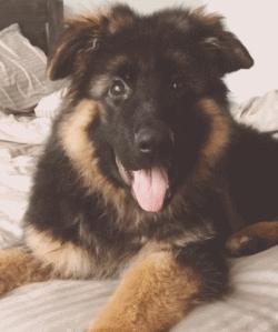 超级可爱呆萌的小奶狗,全种类小奶狗超萌合集