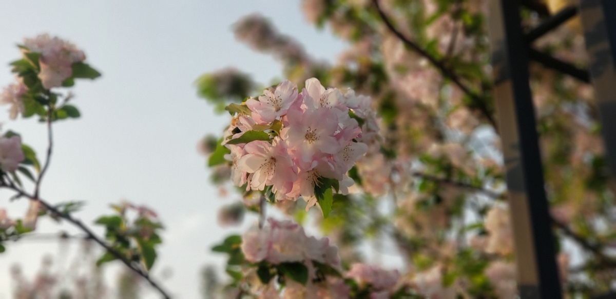 春江水暖鸭先知兴化,春江水暖鸭先知是在靖江写的吗