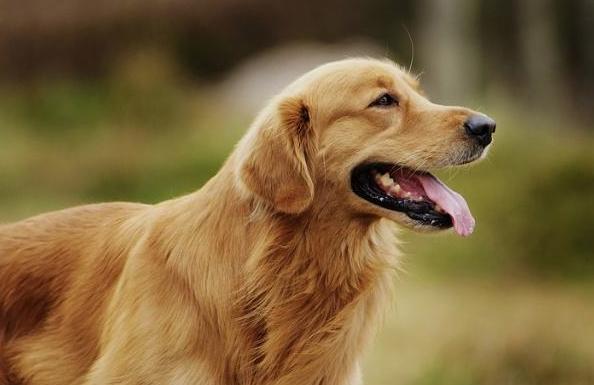 怎样才能让金毛跟着你,怎么让金毛老实听话