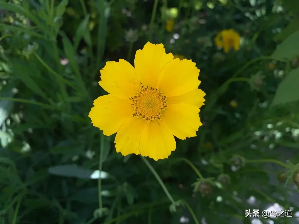 含12生肖的植物名,用十二生肖组成的植物名