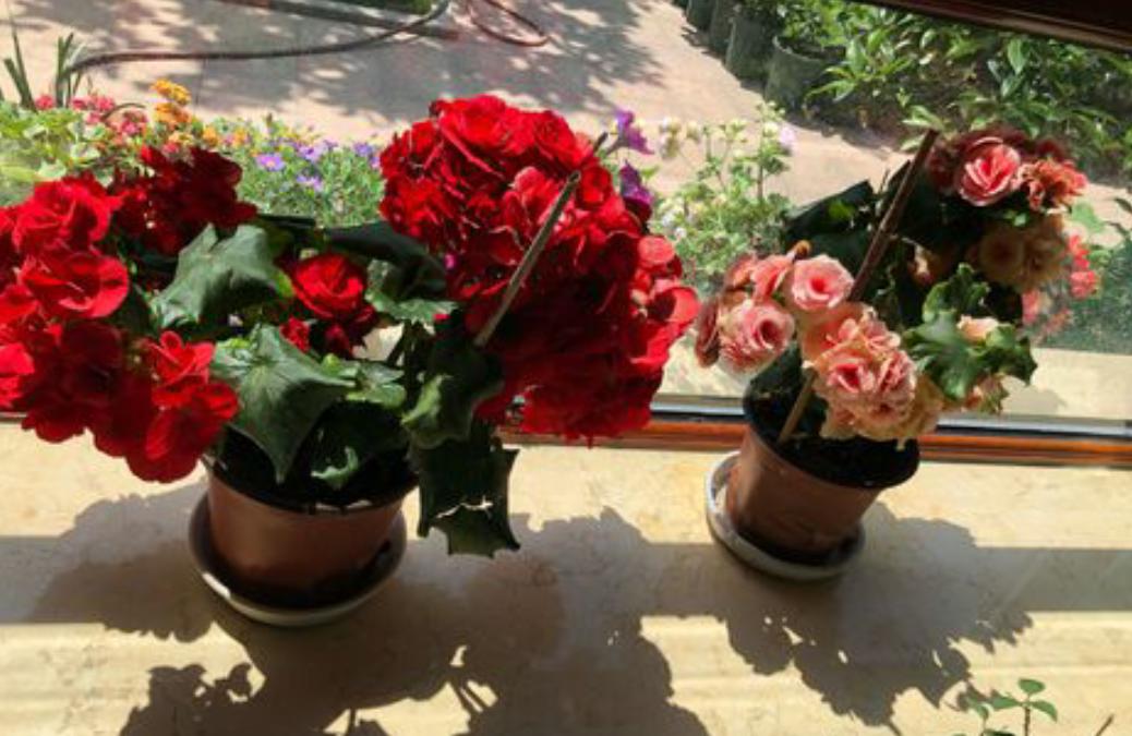 丽格海棠好看不好养？掌握正确的养殖技巧，叶绿花红养得久