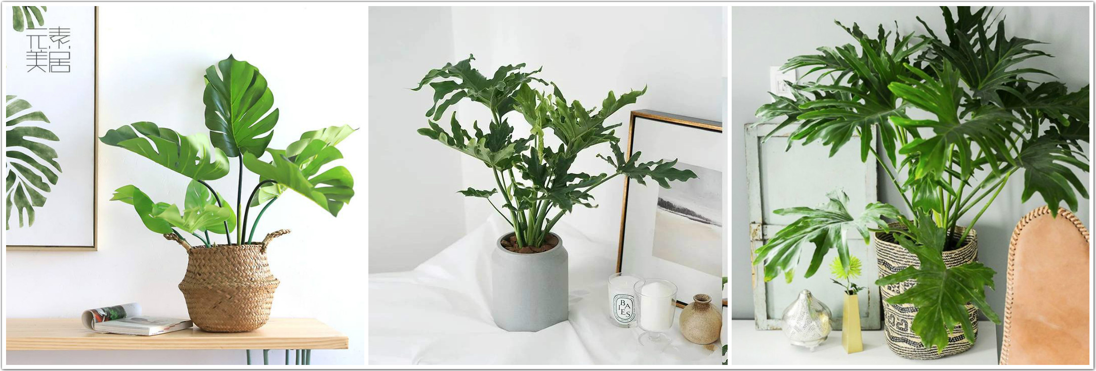 大盆栽绿植对猫无毒有害吗,吊兰绿萝对猫有毒么