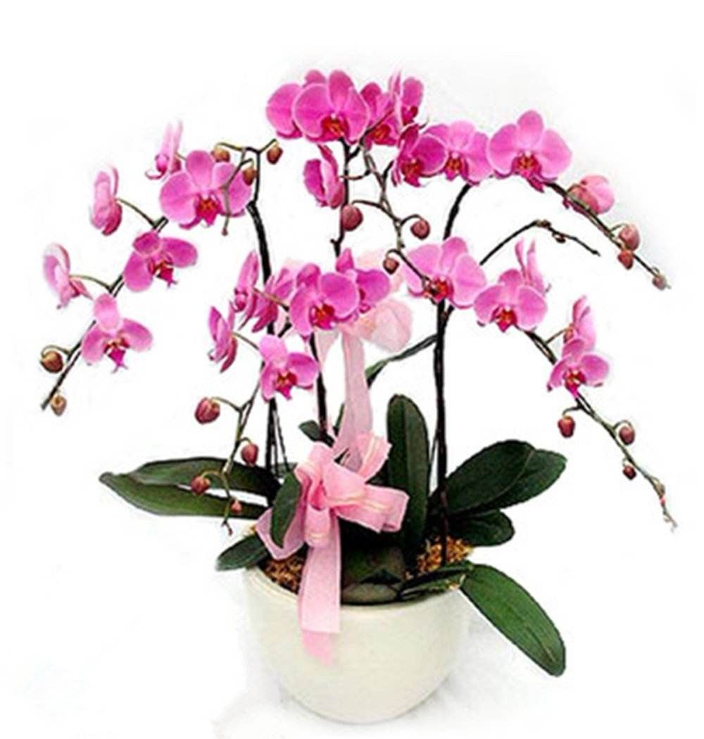 蝴蝶兰的叶子发软怎么回事,蝴蝶兰叶片发软了怎么处理