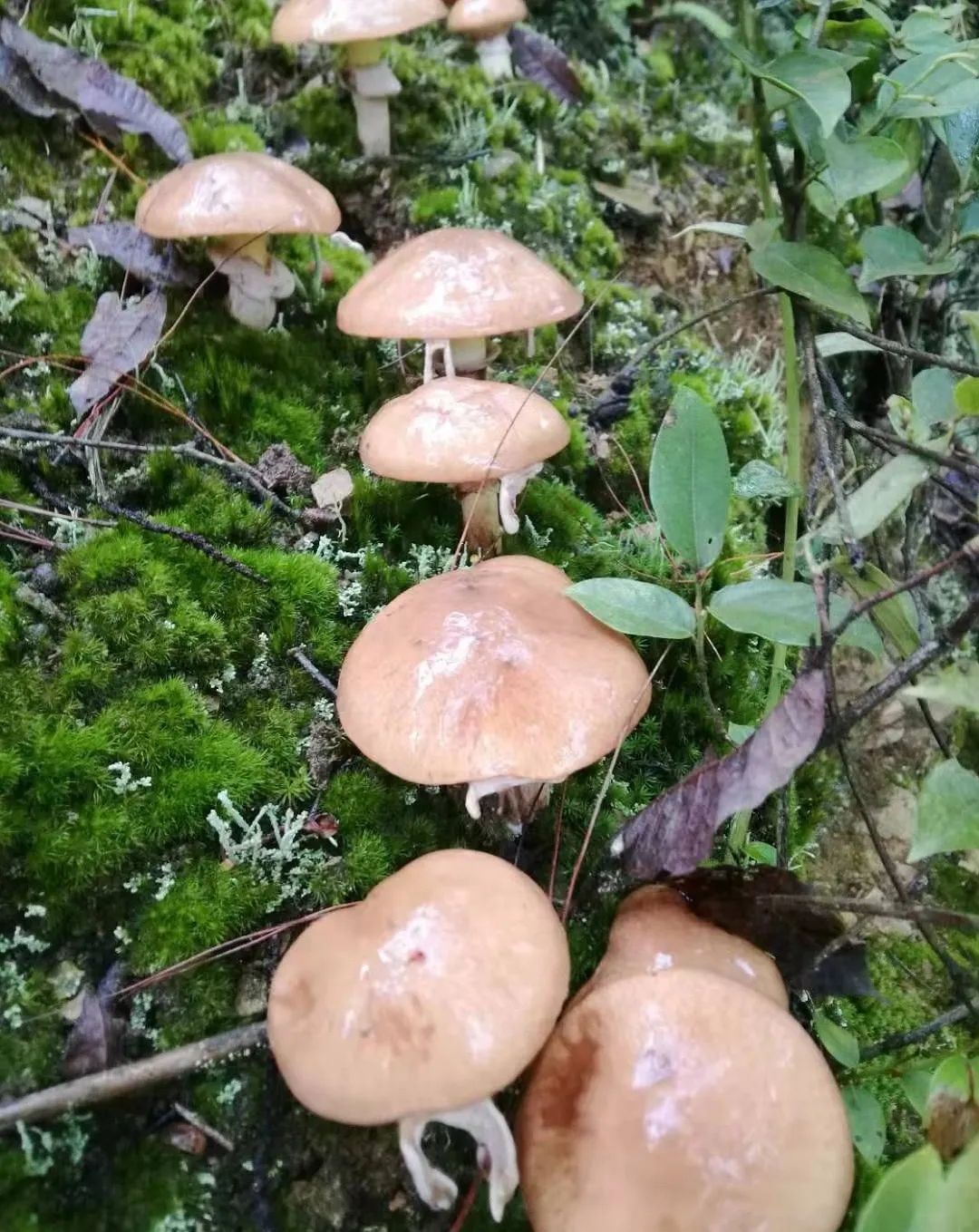 春日自然教育,春日茶语正能量