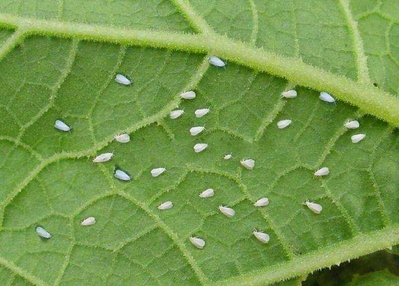 黄瓜怎样施肥才能丰产,最丰产的黄瓜品种