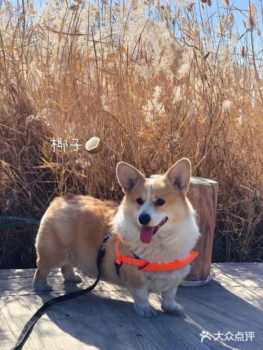 北京可以带宠物好玩的地方,北京宠物公园