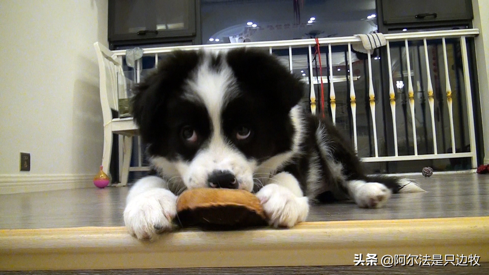 狗狗在家为什么总是跟着铲屎官,狗狗的几大心事铲屎官必知