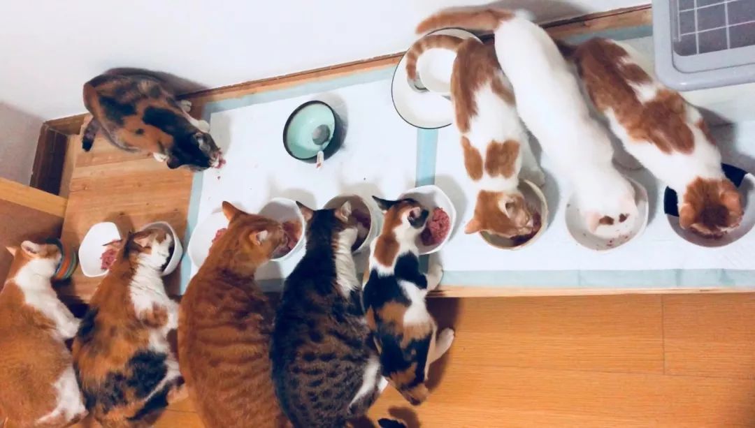 德国进口猫咪罐头,德国小李子猫咪主食罐头测评