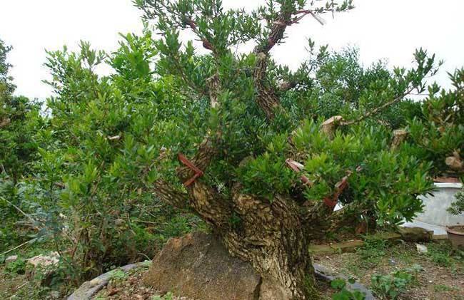 黄杨盆景生命力怎么样,黄杨盆景好养活吗