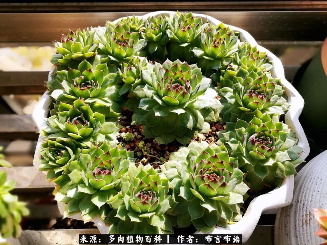 多肉的真实生活感悟,多肉的生活感悟
