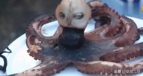 神奇动物在哪里盘点自然之最,盘点那些神奇动物