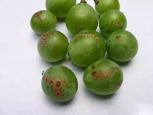 葡萄发黑果子不长是什么原因,葡萄长不大黄叶是怎么回事