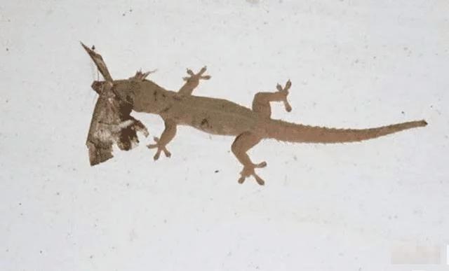 为什么说被壁虎咬了便无药可救？壁虎有毒吗？