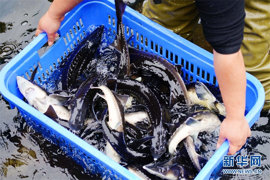 美人鱼白手起家,美人鱼创业