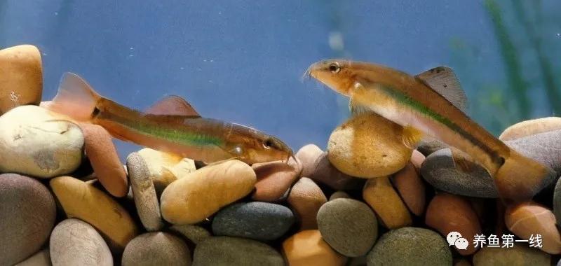 十种常见的水生动物,鳅科动物图片