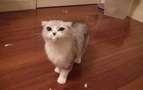 猫咪腹泻拉稀吃什么食物好,猫咪拉肚子要怎么喂益生菌