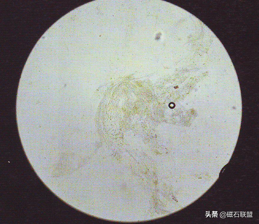 总觉得宠物医院检查太多？为什么需要做这些检查？医院揭秘便检篇