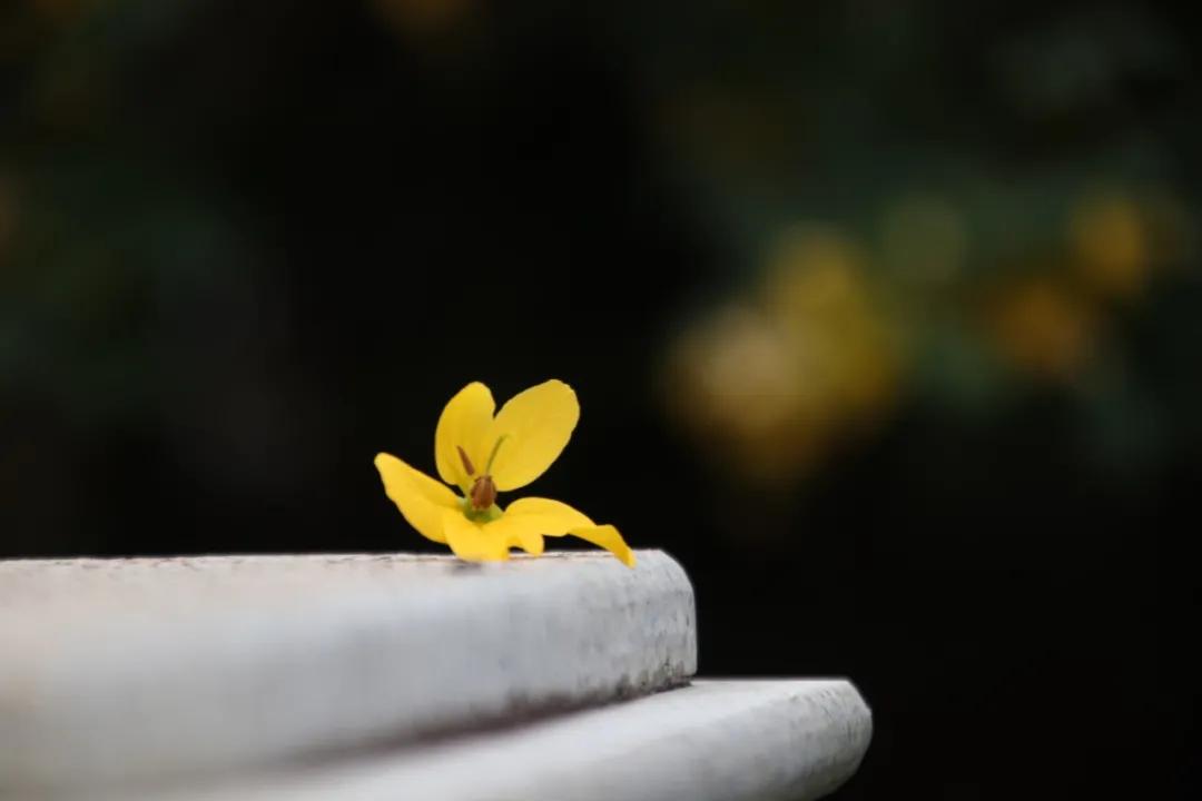 静谧角落香云纱,静谧角落视频