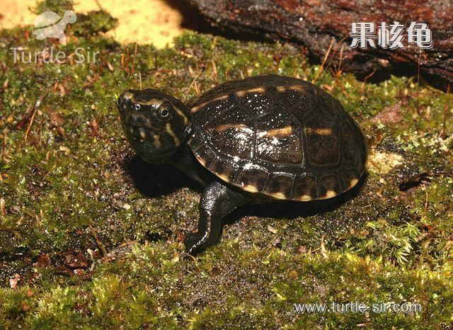 养龟必备的常用药物,龟鳖养殖用药