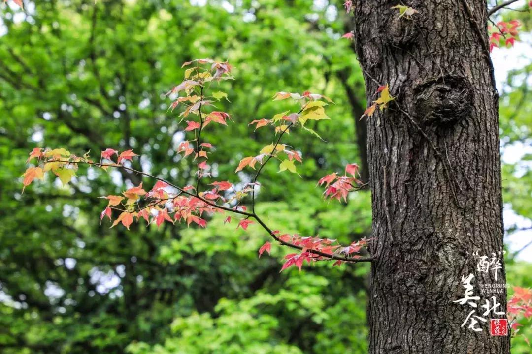 北仑摩天轮俯瞰北仑,可俯瞰北仑