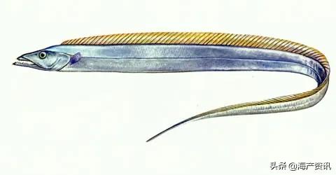 明明是纯天然的深海贵族，为什么却成了中国最平民的海鲜？