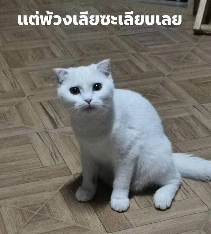 泰国姜黄治疗猫皮肤病,泰国女孩用姜黄治猫癣