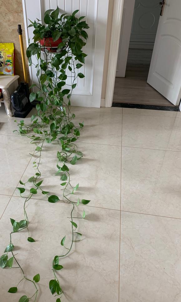 绿萝养护技巧和注意事项,绿萝的叶子怎么养护才能又肥又大