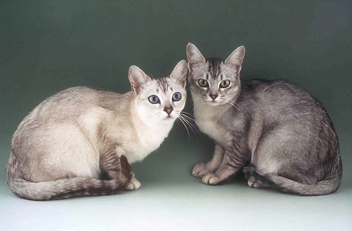 100种猫咪品种,100种猫咪名字大全