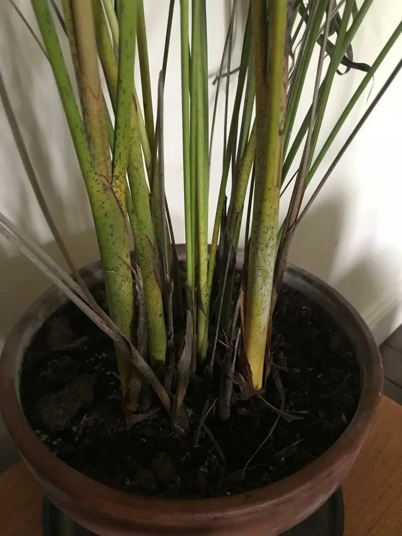 散尾葵室内发黄,室内花盆长的散尾葵黄叶怎么办