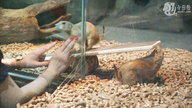 儿童玩的遛娃好去处,有动物的溜娃好去处