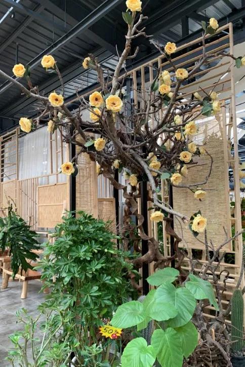 小编整理！丰台四大花市逛买攻略！春节就要这喜庆劲儿