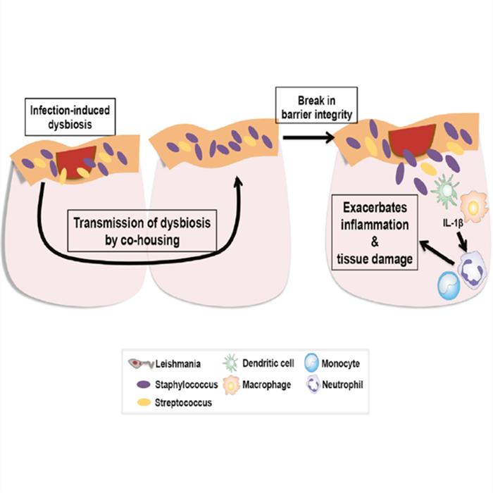 狗狗脚掌又红又肿怎么回事,小狗犬瘟热脚掌会怎么变化