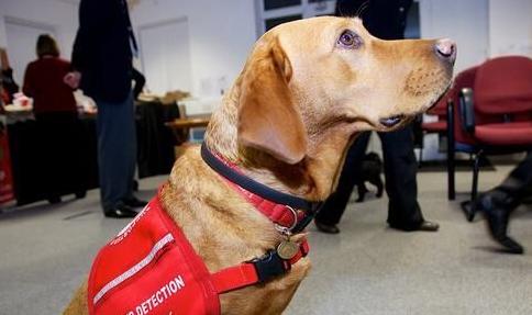 狗能闻出癌前病变吗,一般的狗能嗅出癌症吗