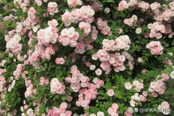 月季的养护方法和管理,月季的养护方法及注意事项