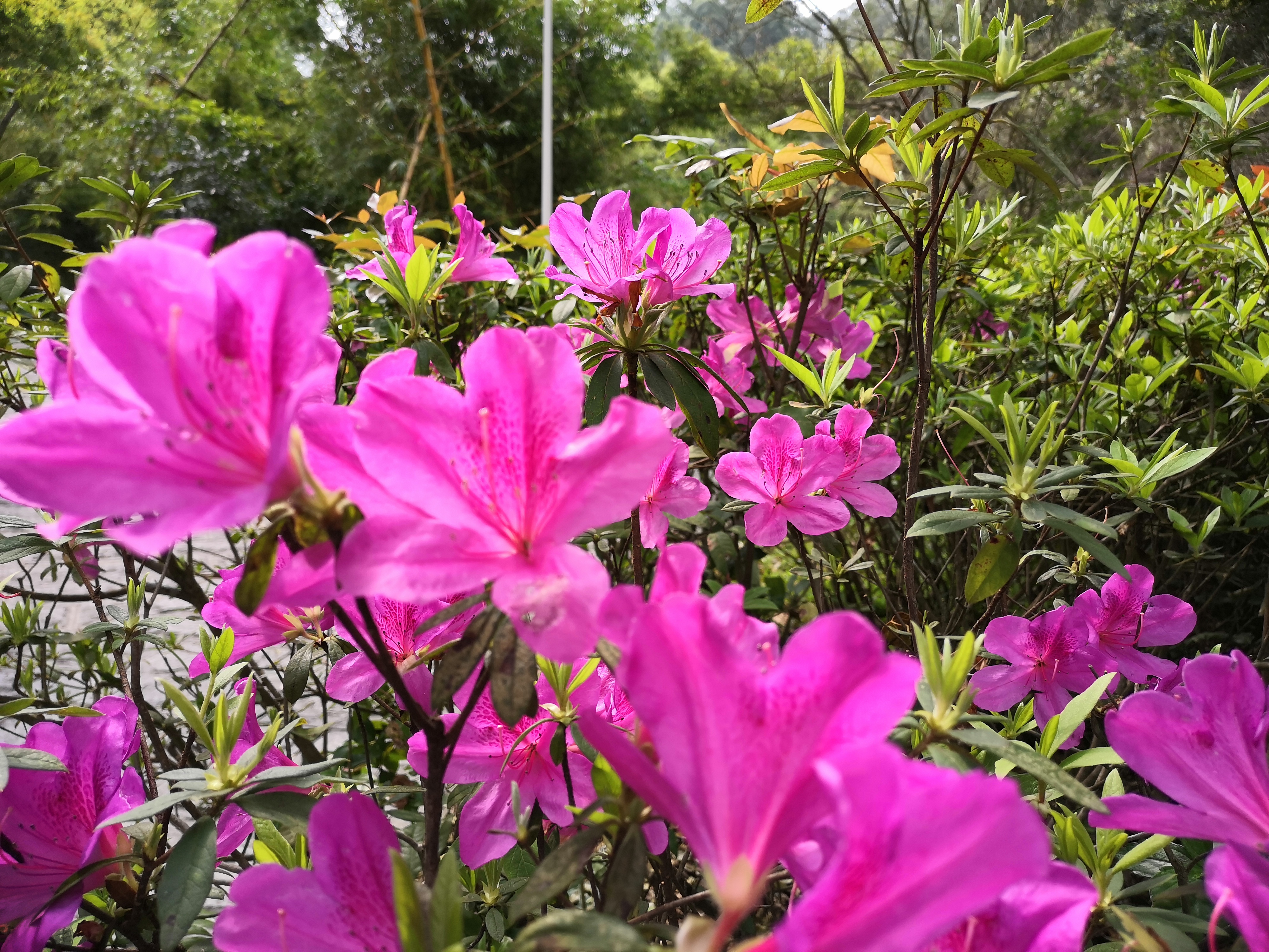 东莞水濂山森林公园爬山要不要钱,东莞水濂山森林公园可以爬山吗