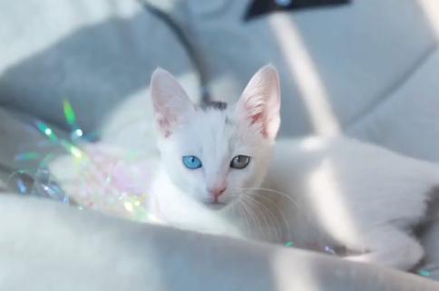 救助流浪猫被粘鼠胶,流浪猫被好心人收养后变成粘人