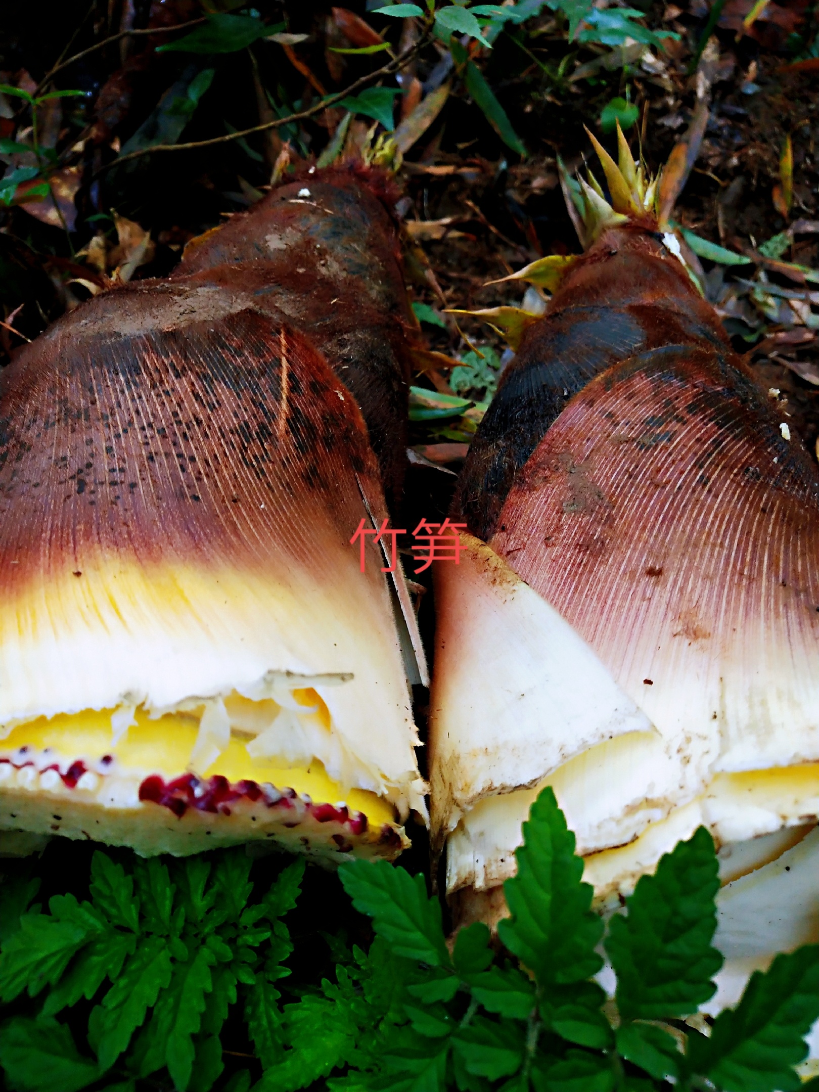 蓝竹笋要怎么做才好吃,蓝竹笋怎么做好吃又简单家常