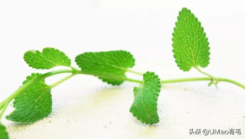 我们败了两款新型“猫*品毒**”孝敬主子，你猜哪种比较受猫欢迎？