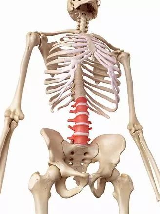 力量训练中腰带的选择与佩戴——全面指南