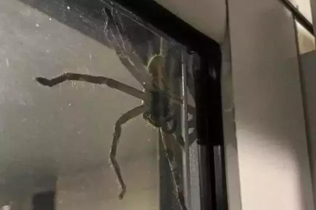 来澳洲才知道的事,来悉尼才知道的事