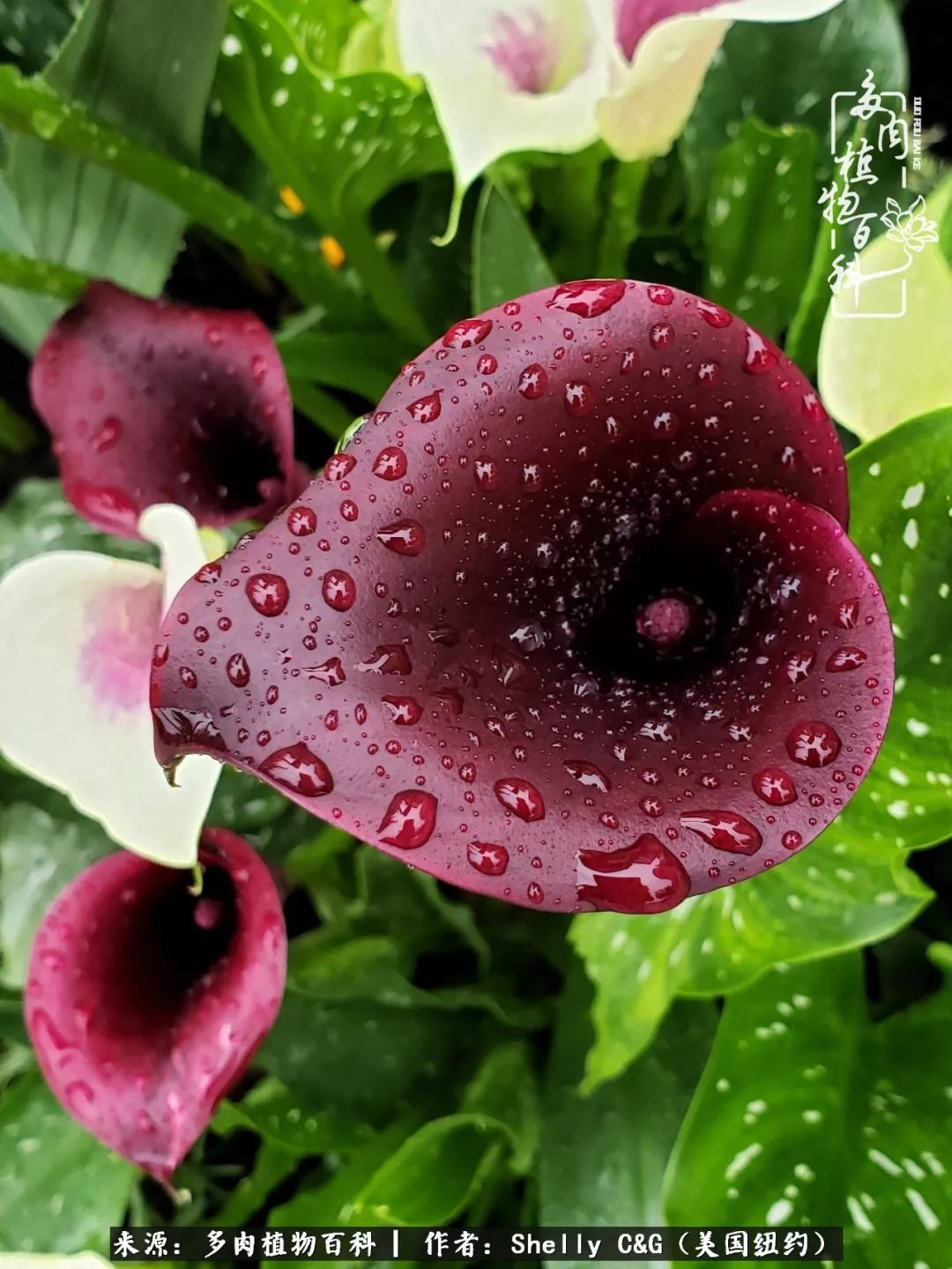 美国纽约有多少华裔人,美国纽约有多少个华人