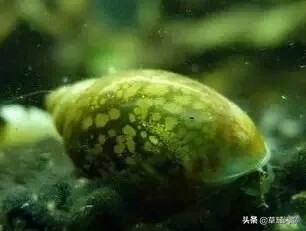 新手草缸造景之水草造景后的日常管理和维护