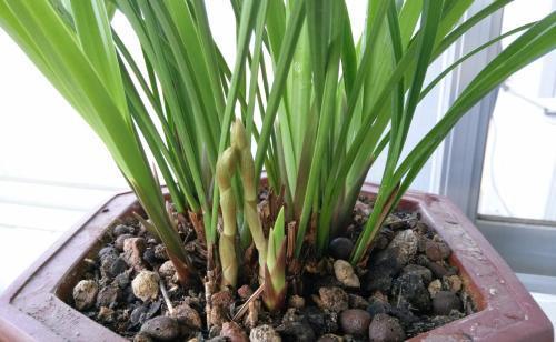 什么肥料促进叶片油亮,什么肥能让叶面油亮