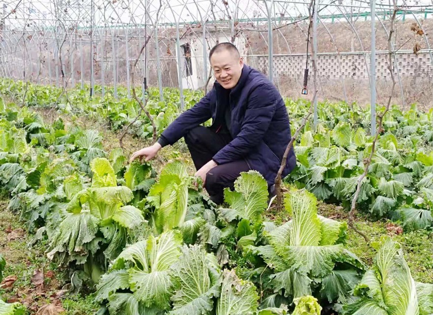 农村生活新鲜采摘纯天然绿色蔬菜,自家菜地里采摘天然无公害的蔬菜