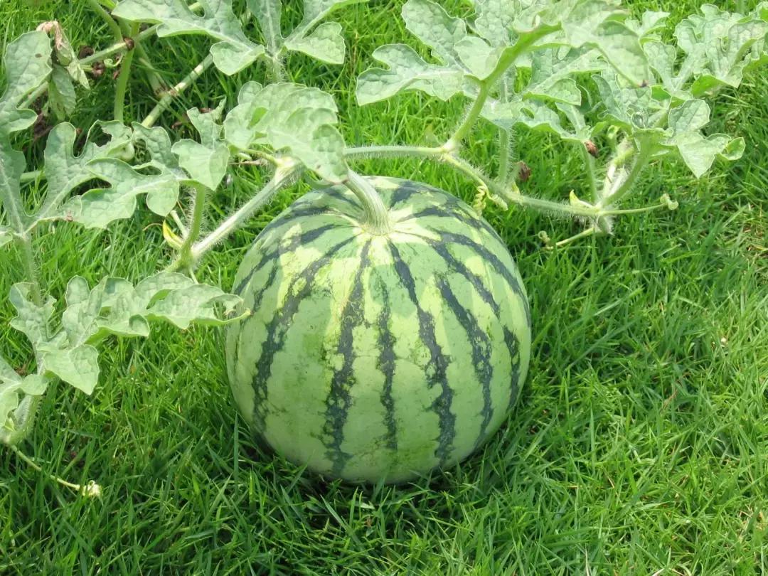 西瓜的炭疽病和枯萎病怎么区别,西瓜蔓枯病和炭疽病有什么区别