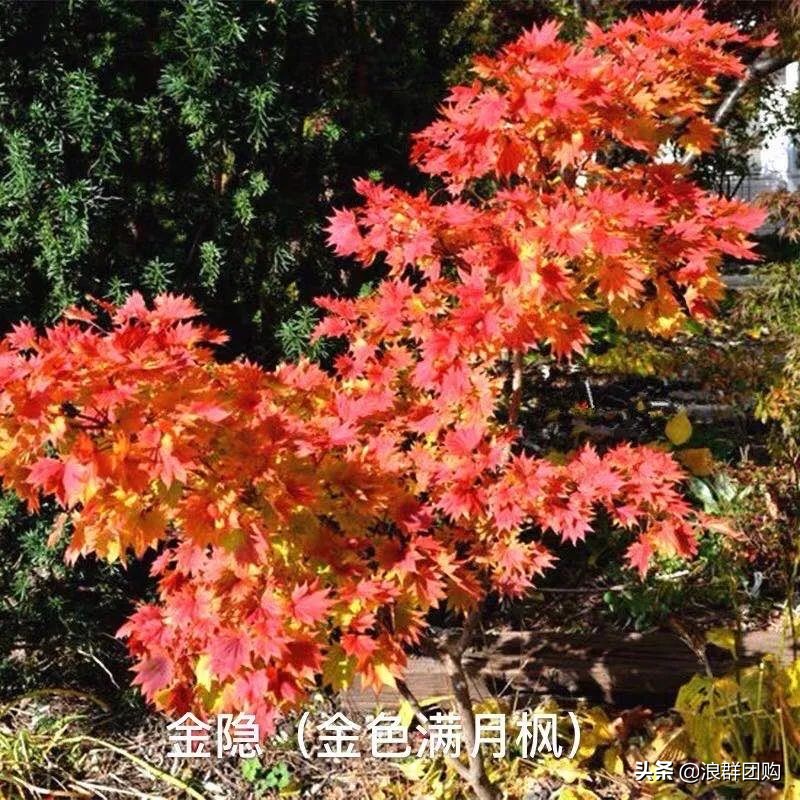 中式庭院藤类植物,枫树和紫藤