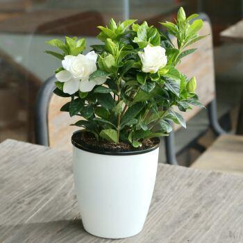 如何养好茉莉花延迟花期,茉莉花开花时候的养护