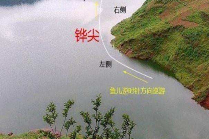 鲢鳙最开始怎么钓的,鲢鳙刚开始怎么钓