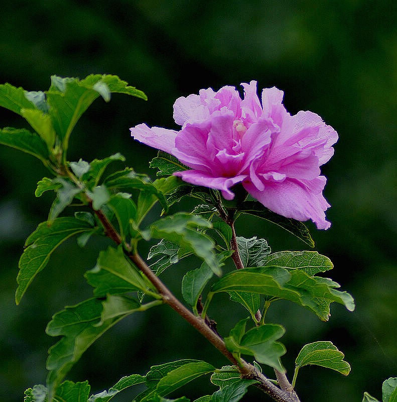 什么是木槿花朝开暮落,木槿花真的朝开暮落吗