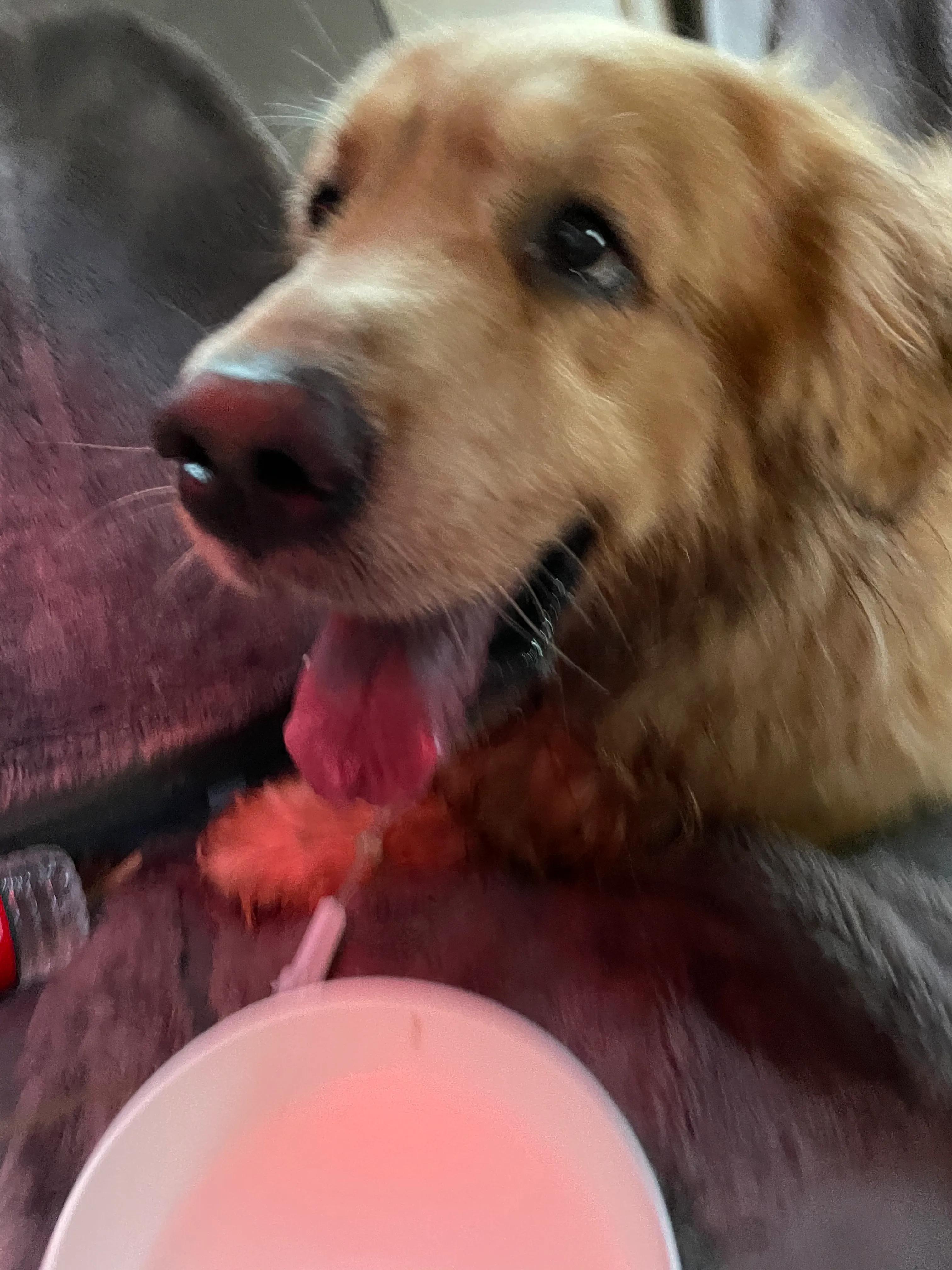 金毛中暑救回来案例,金毛中暑症状和解救方法